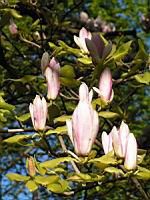 Magnolia x Soulangeana cv Lennel (fam Magnoliacees) (Photo F. Mrugala) (3)
